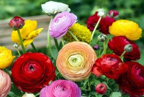 Sans prétention prétendante eustomy pour le jardin: Fleurs volontiers et soins plus facile