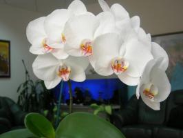 Phalaenopsis fleurira magnifiquement: un pot et le sol