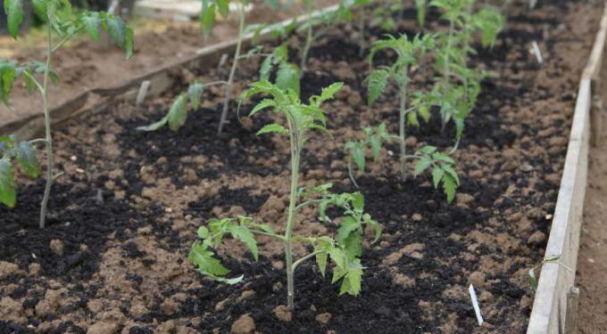 Les tomates plantées au printemps, vous pouvez vous asseoir à chaque plante était assez méta!