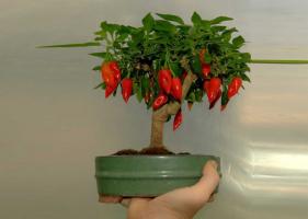Comment faire pousser sur un poivrons à long chaud windowsill
