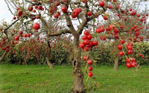 Comment prendre soin des vieux arbres fruitiers dans le jardin