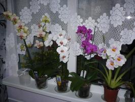 Orchid House. Comment prendre soin de fleurs fantaisie