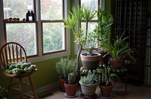 5 plantes vertes tropicales qui nécessitent peu ou pas d'entretien