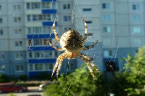 Pourquoi ne peut toucher les araignées vivant dans votre maison.