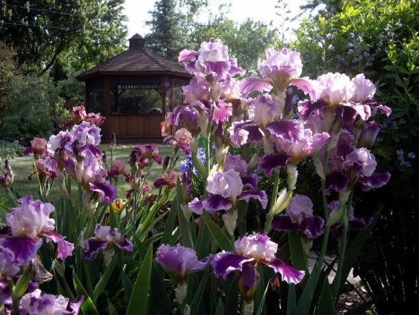 En Russie, l'iris est appelé iris chez les personnes, et en Ukraine voisine - Pivnik, je bite moyenne