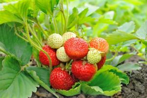 Comment préparer adéquatement les fraises pour l'hiver: préparer une récolte abondante à l'avance
