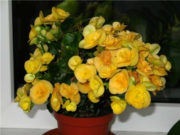 Exemplaire floraison jaune bégonias Eliator (pierre jaune.). Photo: fedsp.com