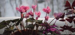 3 erreurs les plus courantes dans le soin des fleurs en pot hiver