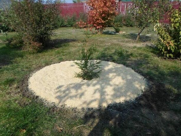 Voilà comment vous pouvez zamulchirovat planté arbre ou arbuste avec de la sciure