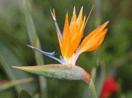 Strelitzia - oiseau de paradis dans votre maison. Caractéristiques de la culture