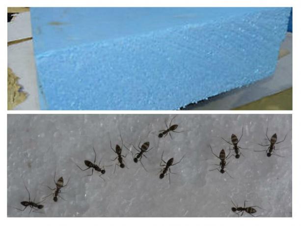 Les fourmis, comme les rongeurs, ne mousse pas dédaigner
