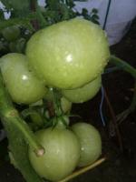 Si une brosse formée à partir de tomates qui le font. Les activités qui contribuent au chargement et fruits rougissant