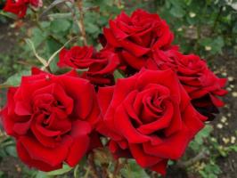 5 étapes une préparation minutieuse des roses dans le jardin au gel d'hiver et en Août