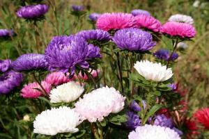 4 commandements pour asters forts plants, prêts à floraison précoce