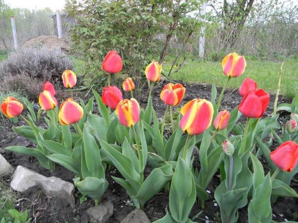 Est-ce que vous aimez tulipes bicolores?