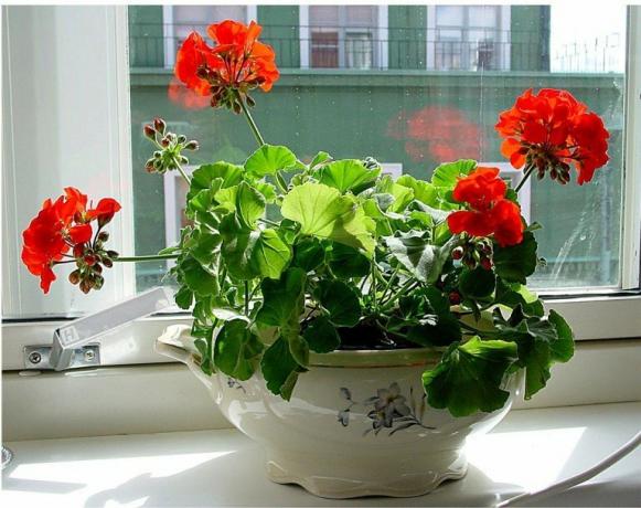 Choisissez un pot intéressant de géraniums et l'éclat des fleurs avec une nouvelle peinture