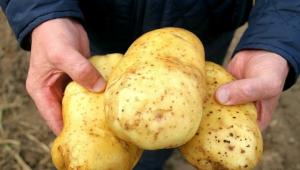 Comment puis-je obtenir 5-7 kg de pommes de terre de la brousse.