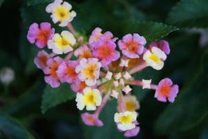 Lantana - soins à domicile