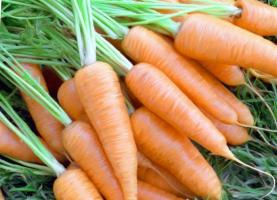 Faire tremper les graines de carottes. Germination 1,5 fois raise