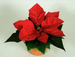 Créer des conditions appropriées pour le poinsettia