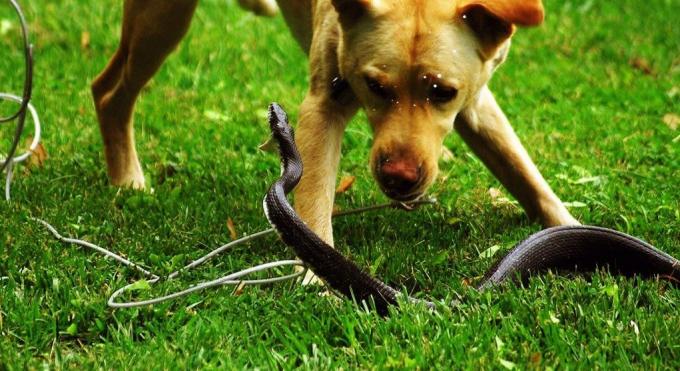 Certaines races de chiens ne sont pas peur d'entrer dans une bataille avec un serpent