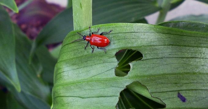 Salut, je suis - treschalka coléoptère et je vais manger vos plantes! ennemi Photo: tonilelandgardengate.blogspot.com