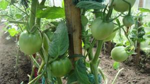 Correctement les feuilles de tomates pruneau - augmenter le rendement en 2 fois