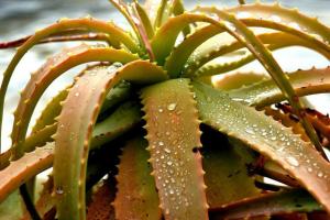 Aider les plantes préférées: pourquoi jaune aloès et ce qu'il faut faire