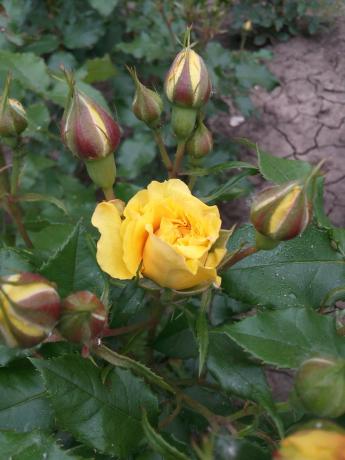 Ma rose jaune préférée dans le jardin a besoin d'un abri