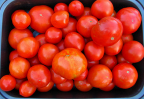 Lorsque les tomates truie, dans quel délai? Conseils pour les débutants