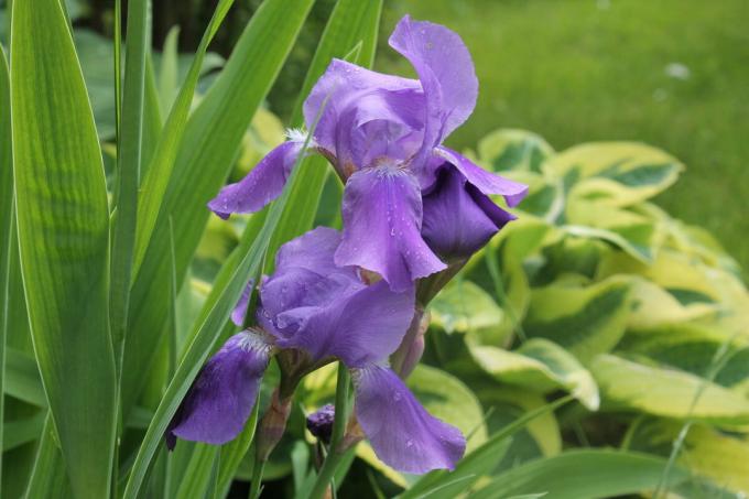 Iris semble bon dans un atterrissage en solo, et en combinaison avec d'autres fleurs annuelles et vivaces. Mais il semble mieux dans le « groupe ». Photo de l'auteur (s)