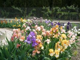 Printemps - le temps de rappeler les iris (Iris) dans le pays: 7 conseils précieux