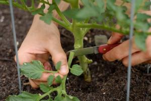 Pourquoi ne pas suivre les conseils de rompre les feuilles inférieures sur la tomate lors de l'atterrissage.