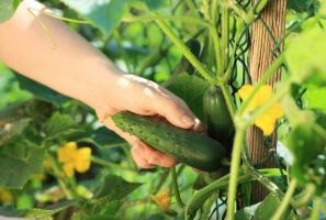Concombres croissance: 10 erreurs communes de jardinier