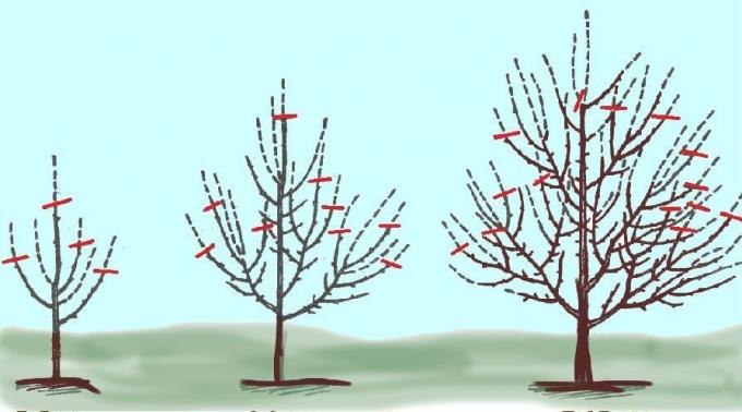 Le schéma approximatif d'un élagage des arbres de jardin à l'automne. Photo de l'Internet