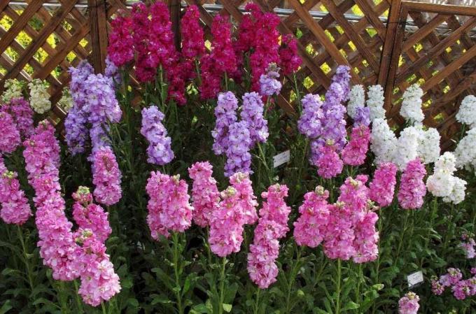 voir: http://alena-flowers.ru. gris éponge Levkoy. D'autres espèces avec moins belles fleurs est appelé « orchidée sauvage » pour l'odeur lumineuse après le coucher du soleil