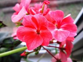 6 fleurs vivaces belles et rustiques (partie 2)