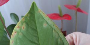 Les taches brunes sur les feuilles Spathiphyllum pourquoi ils sont venus et comment guérir une fleur?