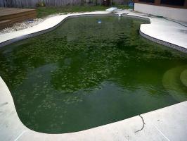 Comment sauver la piscine: Pour éviter la prolifération d'algues