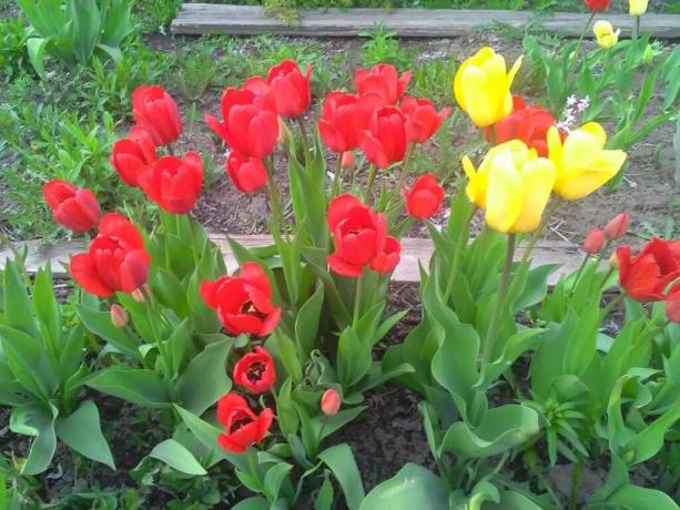 Aujourd'hui est cultivé autour de 2000 variétés de tulipes