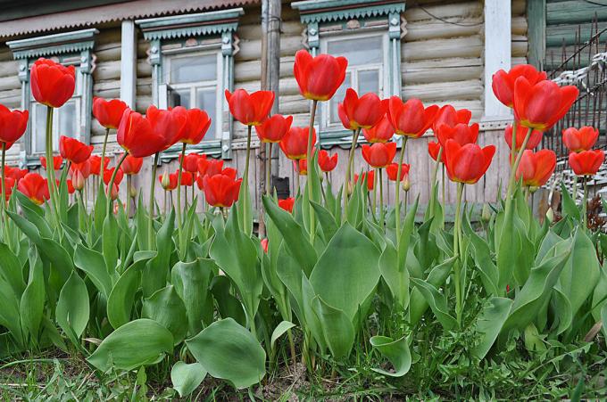 tulipes rouges - classiques intemporels. floricoles russe Photo: fotoload.ru