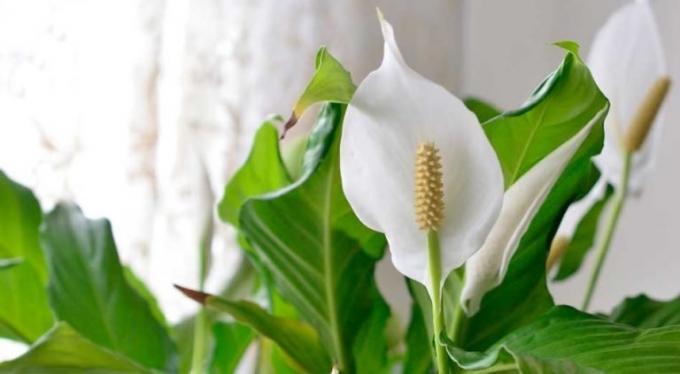 Fleur Spathiphyllum - shishechka et blanc - une feuille bractées