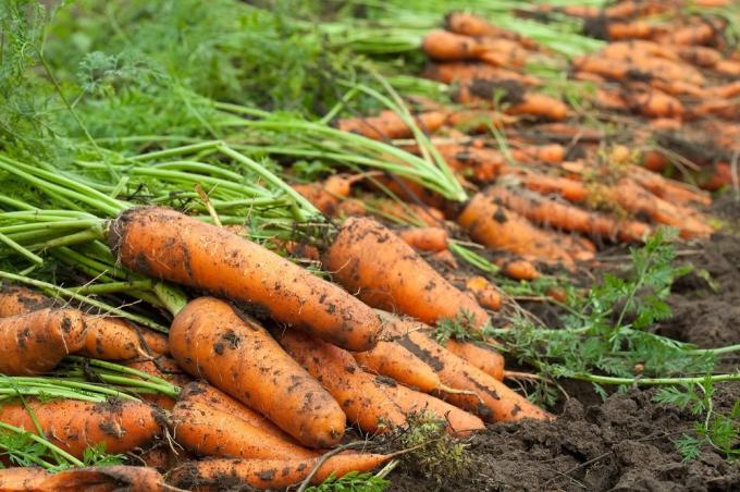 Récolte des carottes (5-nt.ru)