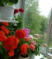 Comment cultiver une Géranium luxuriante. Conseils jardiniers