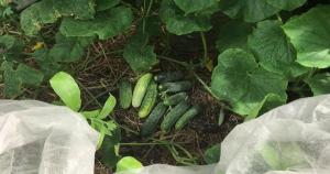 Comment prolonger la fructification du concombre dans le jardin jusqu'en Octobre.