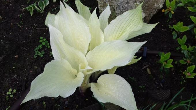 Un des hôtes inhabituels de cultivars « plume blanche ». Les avis disent que la plante capricieusement et en pratique ses feuilles d'apparence beaucoup à désirer