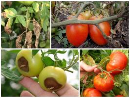 La bataille pour la récolte: traiter les tomates correctement