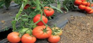 La plupart des variétés de tomates tolérantes à l'ombre.