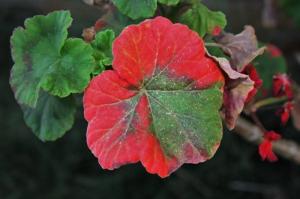 Pourquoi les feuilles deviennent géraniums rouges et s'il est dangereux pour les plantes