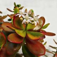 Crassula Ovate: un soin particulier beau